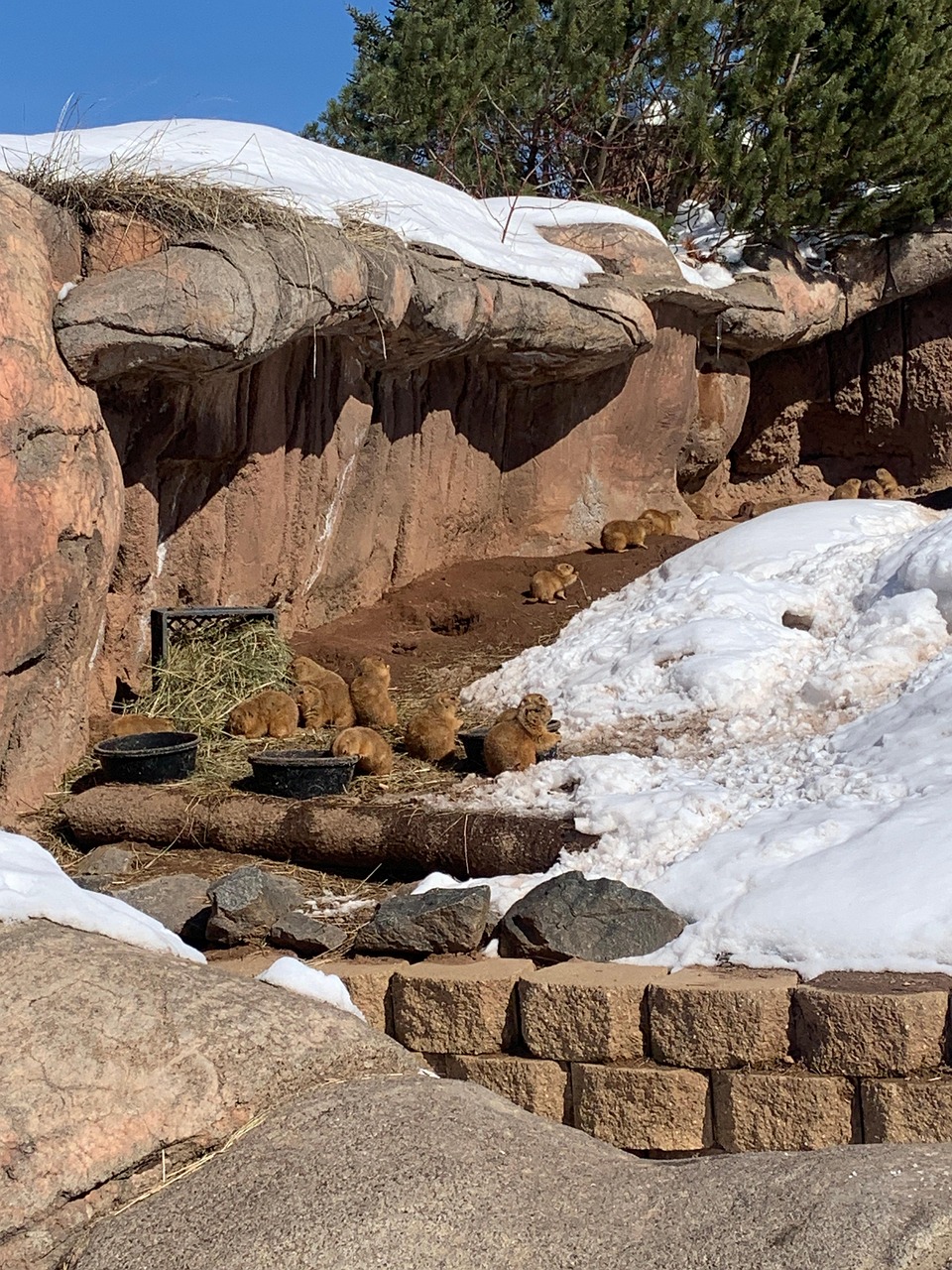 Zoo Snow Winter - Free photo on Pixabay - Pixabay