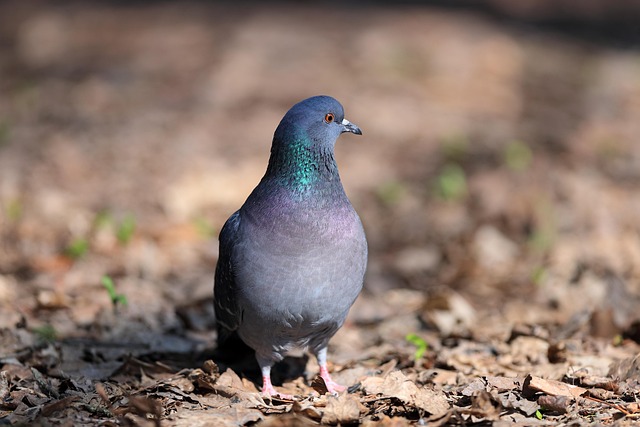 Taube, Vogel, Fliegende Taube, Federn