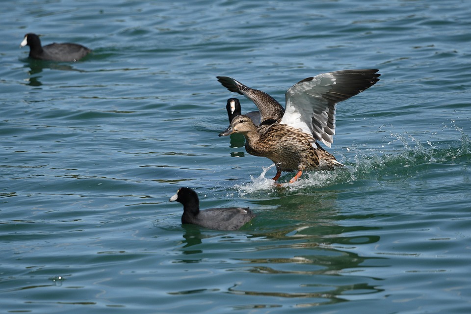 Ducks Birds Land - Free photo on Pixabay