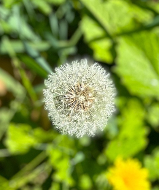 Free Flower Dandelion photo and picture