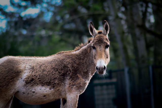 Free Animal Donkey photo and picture