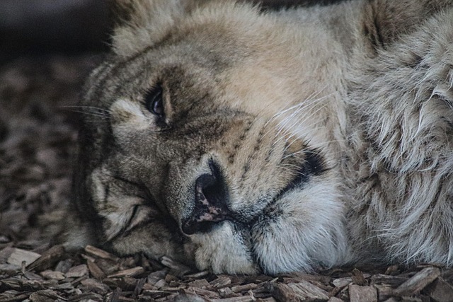Free Animal Nature photo and picture