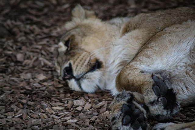 Free Lion Lioness photo and picture