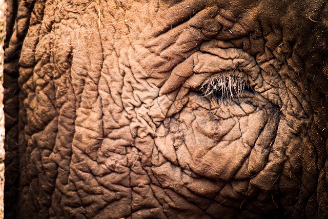 Free Mammal Eye photo and picture