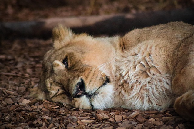 Free Animal Nature photo and picture