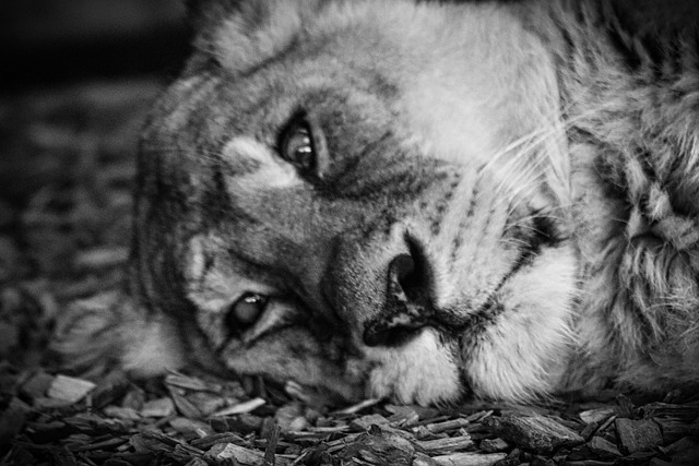Free Animal Nature photo and picture