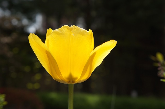 Free Flower Tulip photo and picture