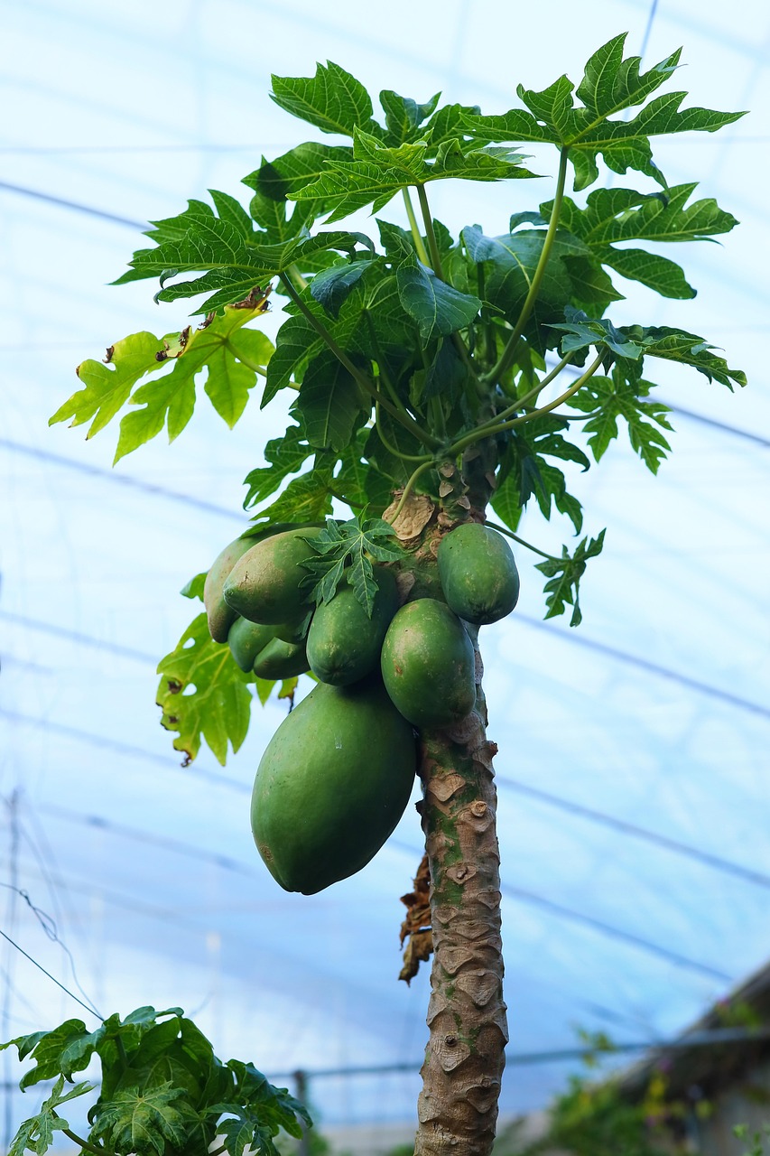 Papaya Fruit Sweet Free photo on Pixabay Pixabay