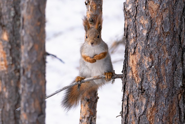 Free Squirrel Chipmunk photo and picture