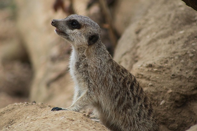 Free Suricate Meerkat photo and picture