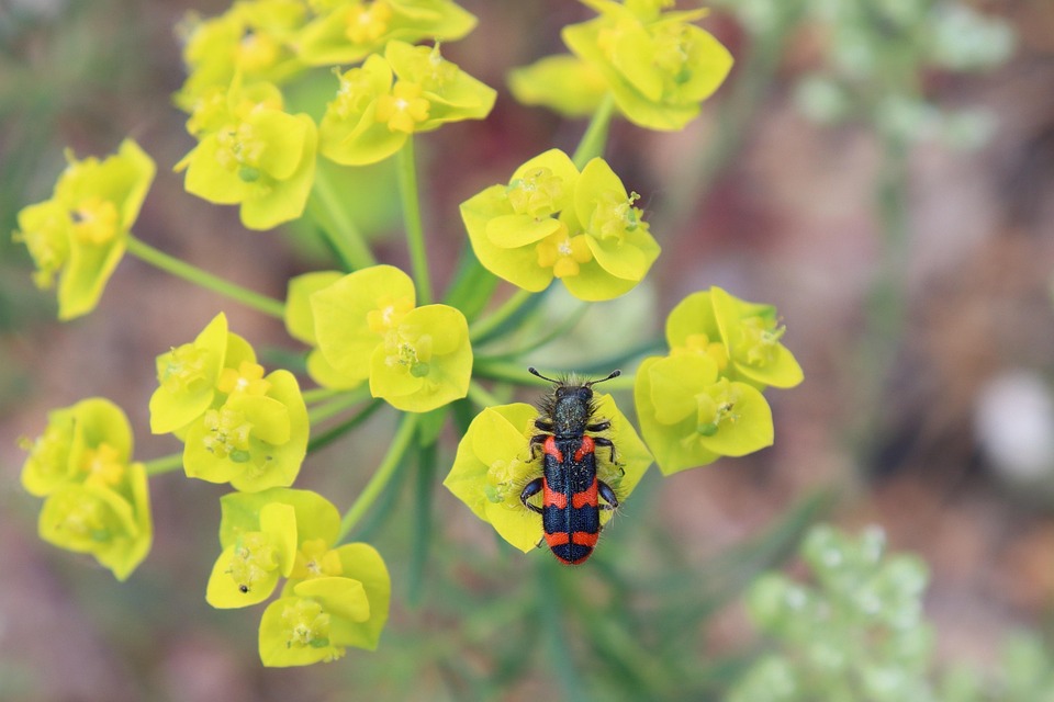 Insecte Fleur Jardin - Photo gratuite sur Pixabay