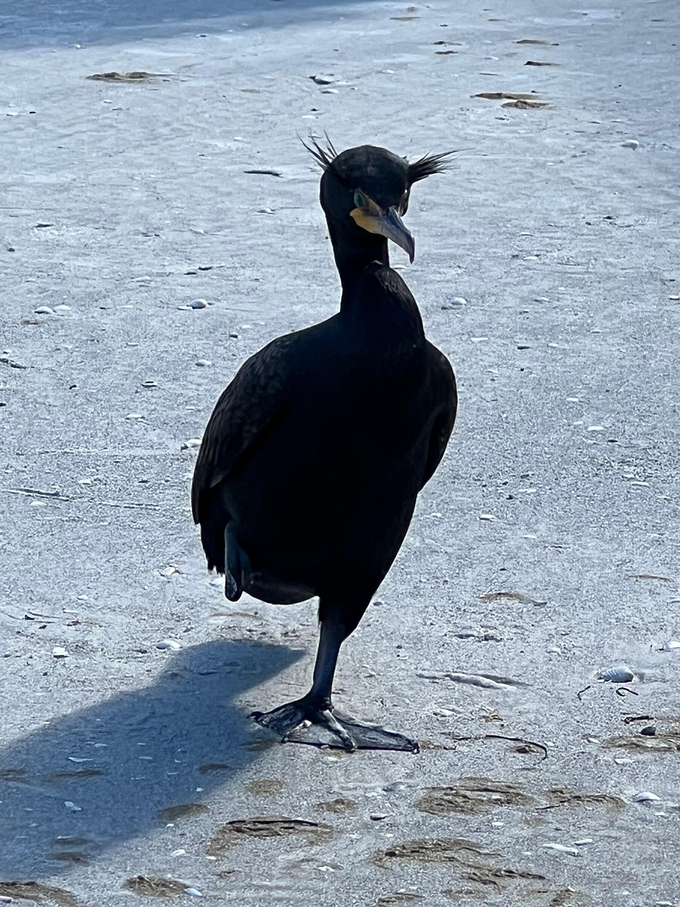 Bird Beach - Free photo on Pixabay - Pixabay