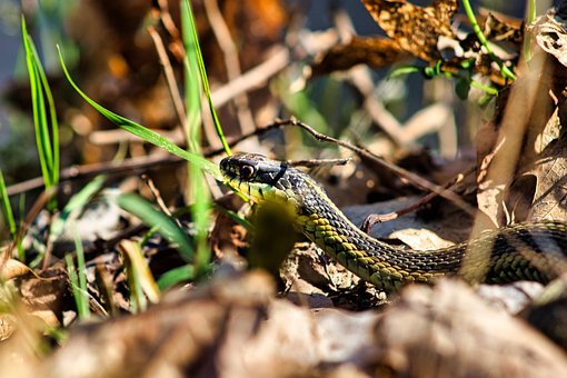 Kousenbandslang, Reptiel, Dier, Natuur