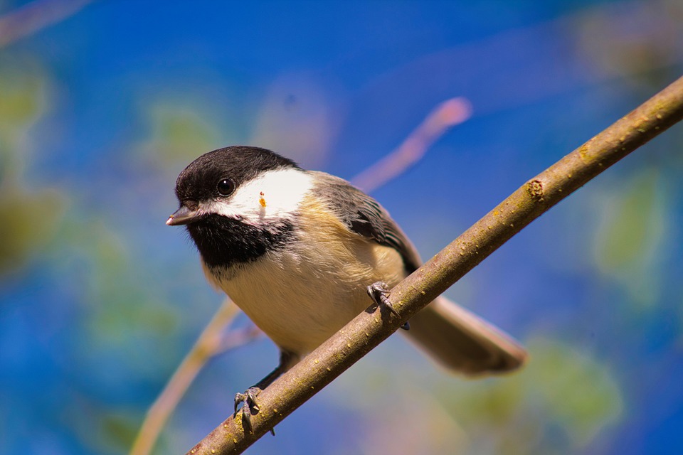 Black-Capped Chickadee Bird Nature - Free photo on Pixabay