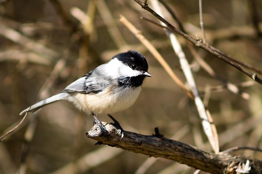 Zwartkapmees, Vogel, Natuur, Dier