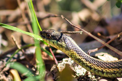 Slang, Kousenbandslang, Reptiel, Dier
