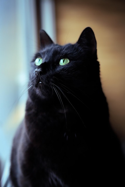 Free Cat Black photo and picture