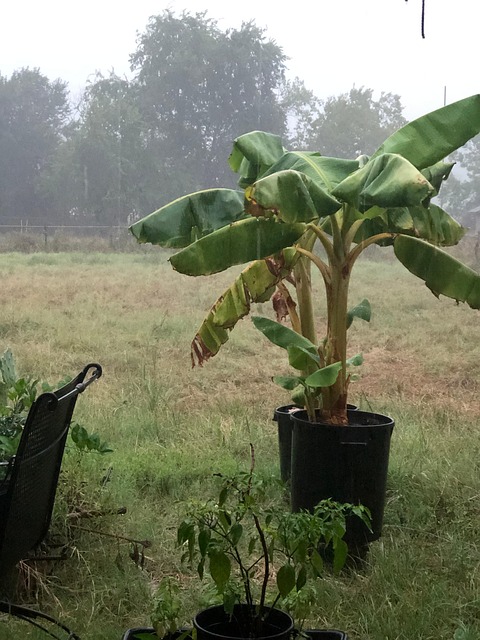 Free Banana Plant photo and picture