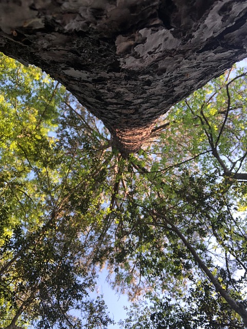 Free Sky Tree photo and picture