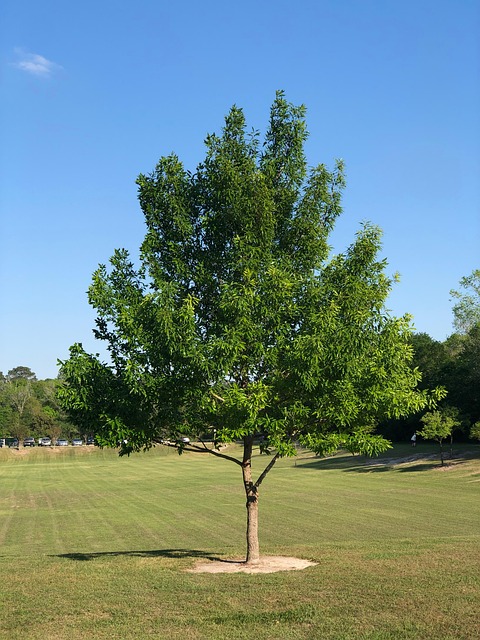 Free Tree Leaves photo and picture
