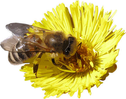 Free Bee Dandelion vector and picture