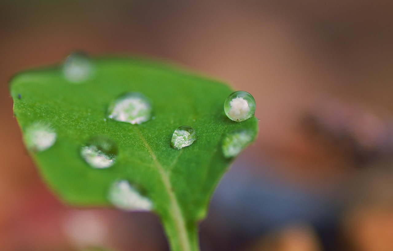 Download free HD stock image of Leaf Plant Free Leaf Plant photo and picture