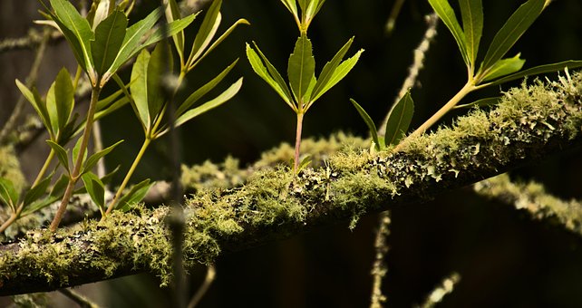 Lav, Skog, Vekst, Blader, Vår, Sapling