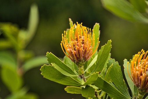 Free Protea Sugarbushes photo and picture