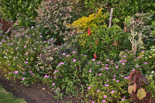Free Flowers Garden photo and picture