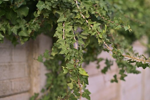 Free Ivy Garden photo and picture