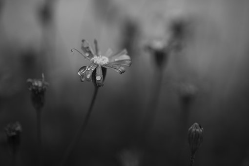 Free Flower Garden photo and picture
