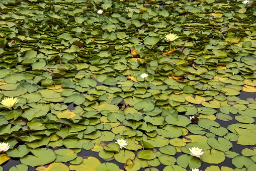 Free Lily Pads Lake photo and picture