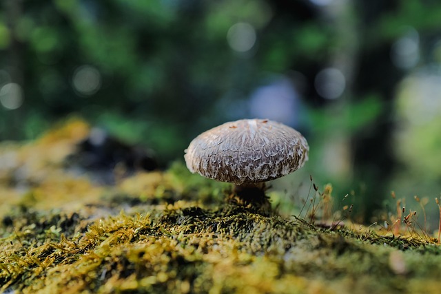 Shiitake Mushroom - Free photo on Pixabay - Pixabay