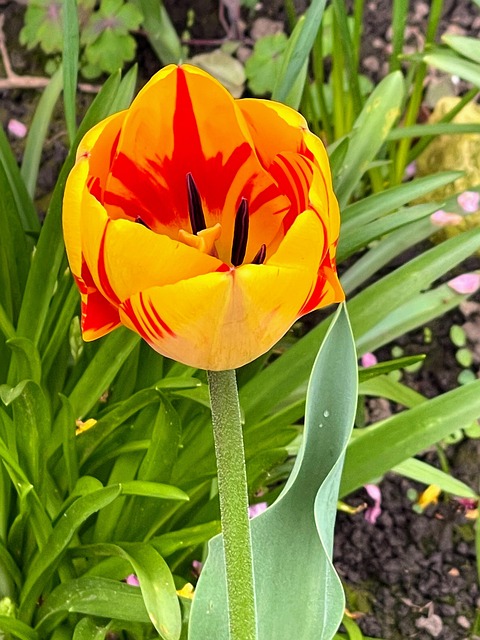 Bunga Tulp Musim Semi - Foto gratis di Pixabay - Pixabay