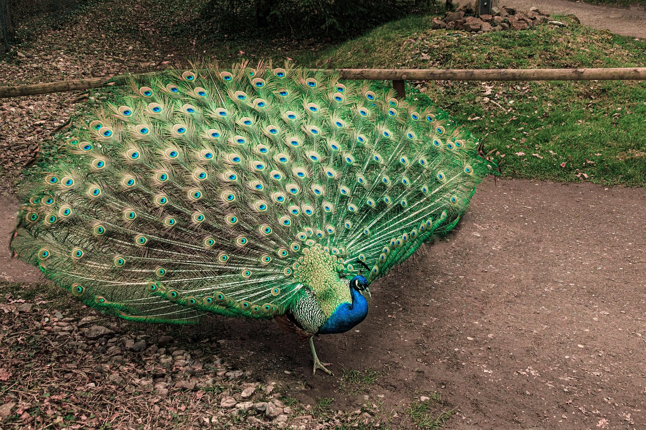 Merak Pattern Burung Merak Bulu - Foto gratis di Pixabay - Pixabay