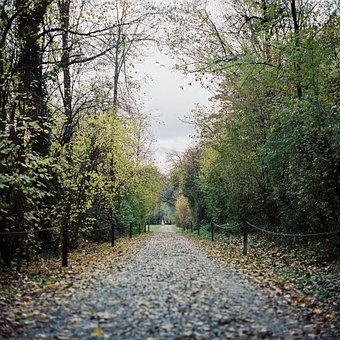 Free Forest Forest Path photo and picture