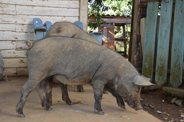 Free Breeding Agriculture photo and picture