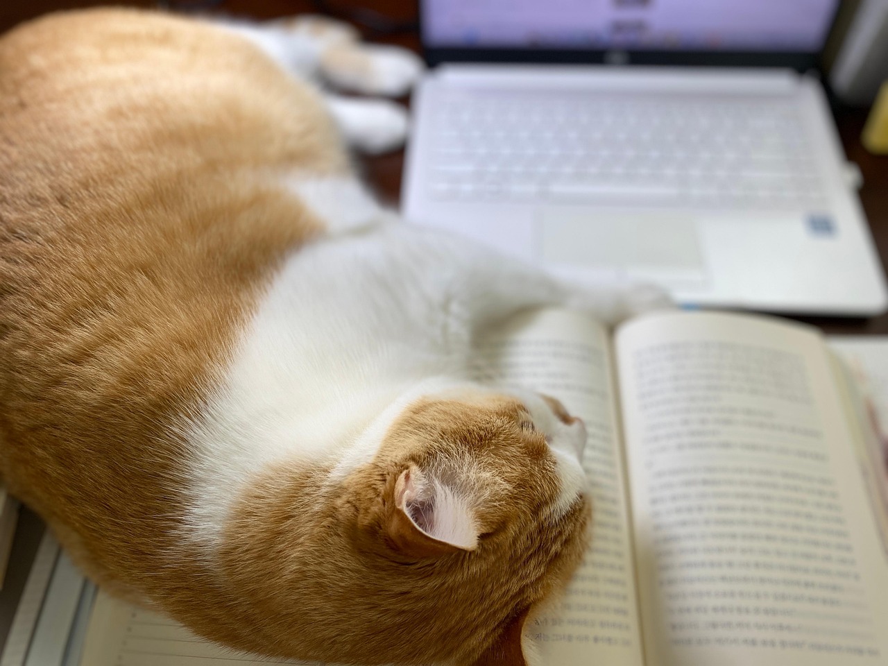 Cat Book Desk - Free photo on Pixabay - Pixabay