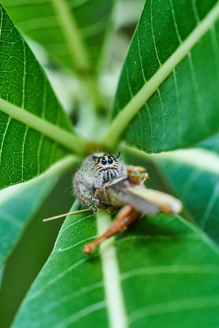 Hoppe Edderkop, Insekt, Entomologi
