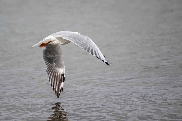 Free Seagull Bird photo and picture