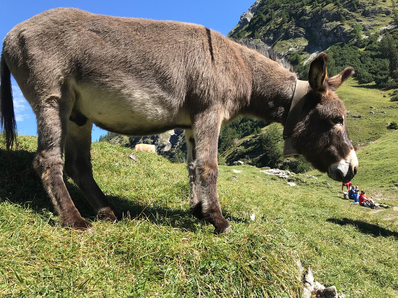 Âne Commun Animal Montagnes - Photo gratuite sur Pixabay - Pixabay