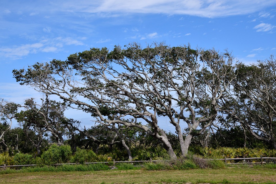 Hammock Tree Landscape Nature Free photo on Pixabay Pixabay