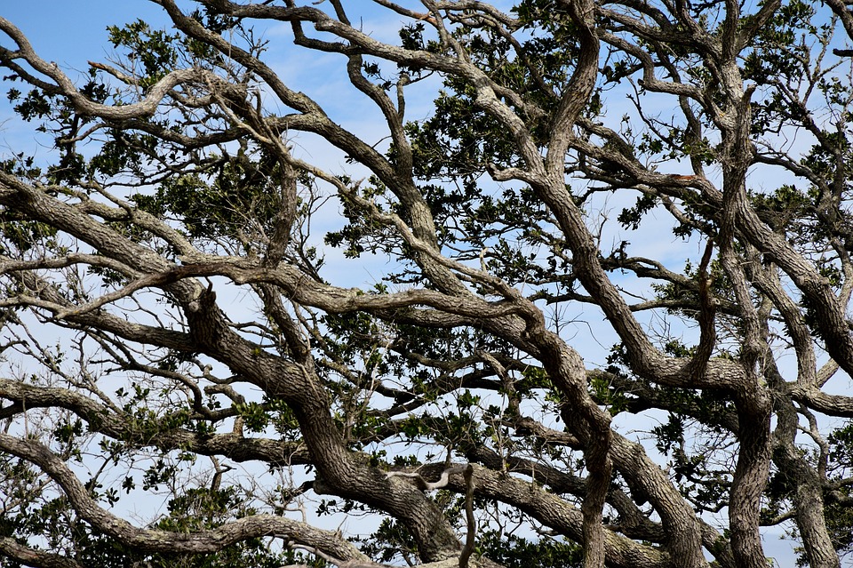 Hammock Tree Tropical Free photo on Pixabay