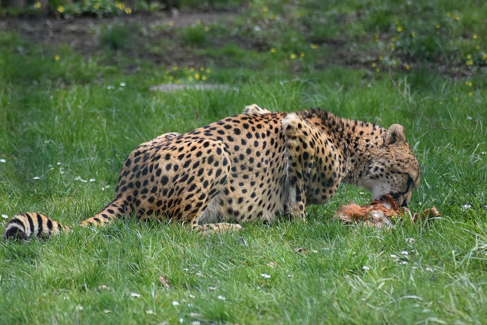 Cheetah Predator Wild Free photo on Pixabay