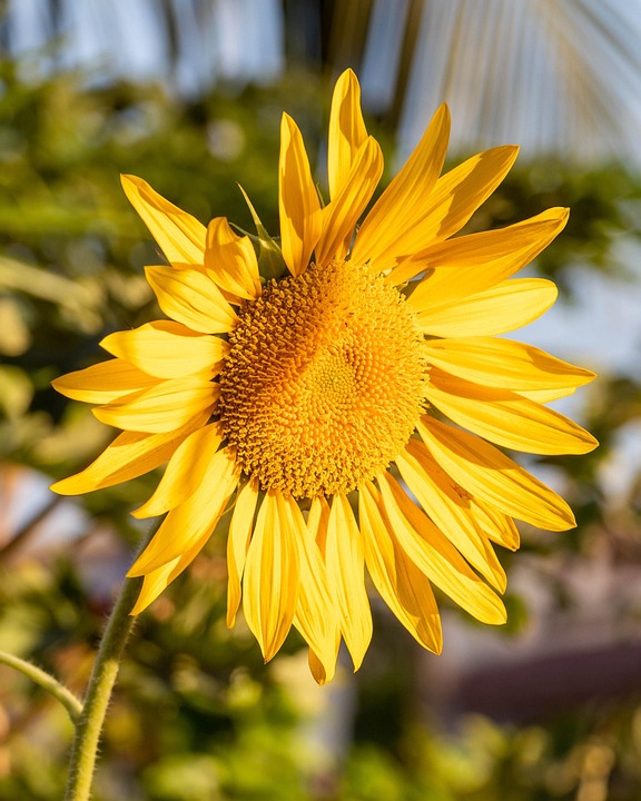 Sunflower Flower Plant Yellow - Free photo on Pixabay - Pixabay