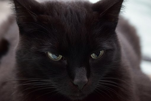 Free Cat Animal photo and picture