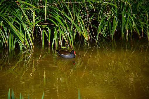 Free Duck The Park photo and picture