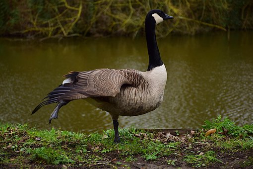 Free Bird The Park photo and picture