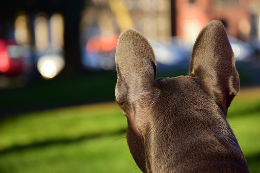 Free Dog Ears photo and picture