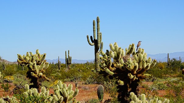 Free Arizona Desert photo and picture